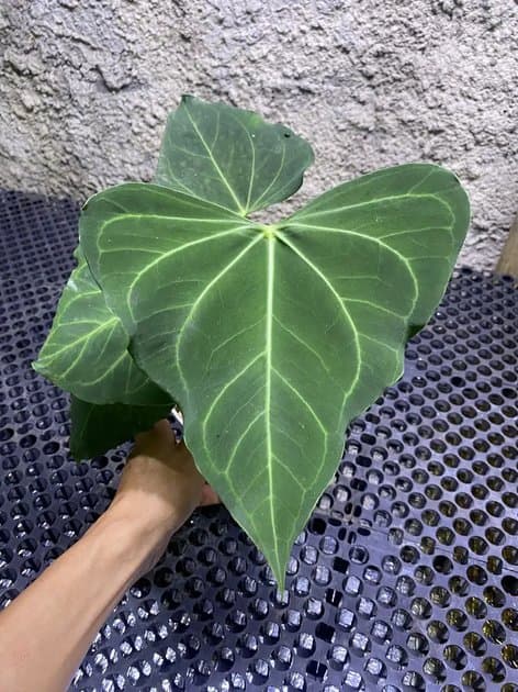 Clarinervium Flat Sinus — Anthuriums for sale on Inflos