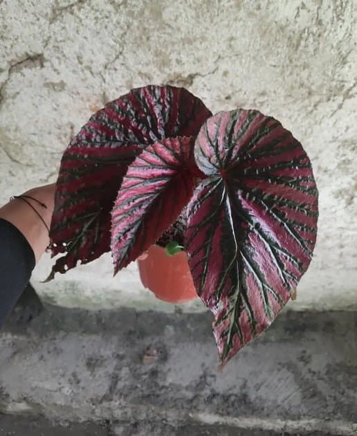 Begonia Rex (walet) — Begonias for sale on Inflos