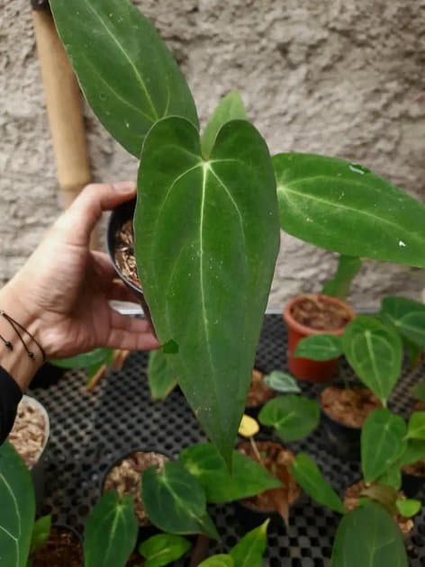 Anthurium Fortsherman x Papi Legend — Anthuriums for sale on Inflos