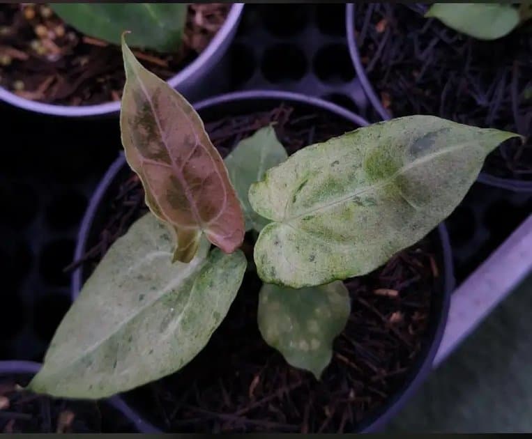 Papillipaminum Mint Variegated — Anthuriums for sale on Inflos