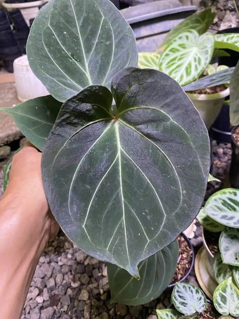 Anthurium King Of Spades Dark Form — Anthuriums for sale on Inflos