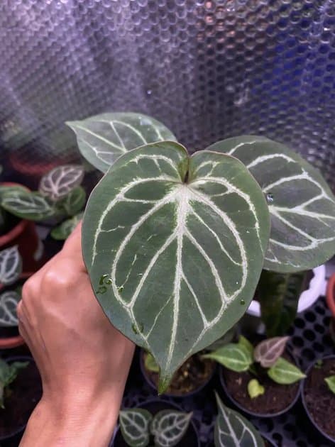 King Of Spades — Anthuriums for sale on Inflos