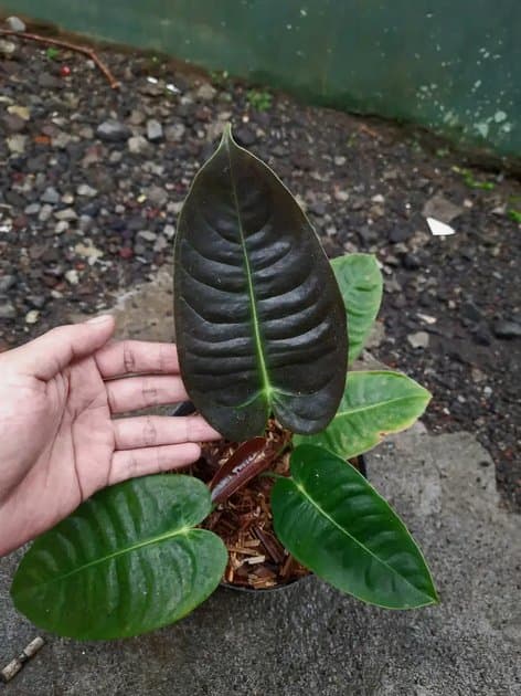 Anthurium Veitchii Black — Anthuriums for sale on Inflos