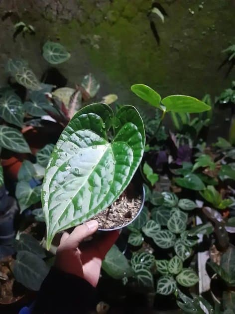 Anthurium Dorayaki x Luxurian — Anthuriums for sale on Inflos