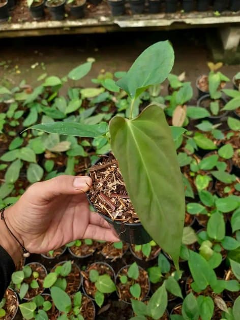 Anthurium Forsherman x Dark Phoenix — Anthuriums for sale on Inflos