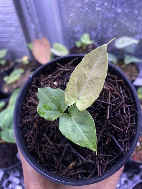 Papillilaminum Mint Variegated Mutation — Anthuriums for sale on Inflos