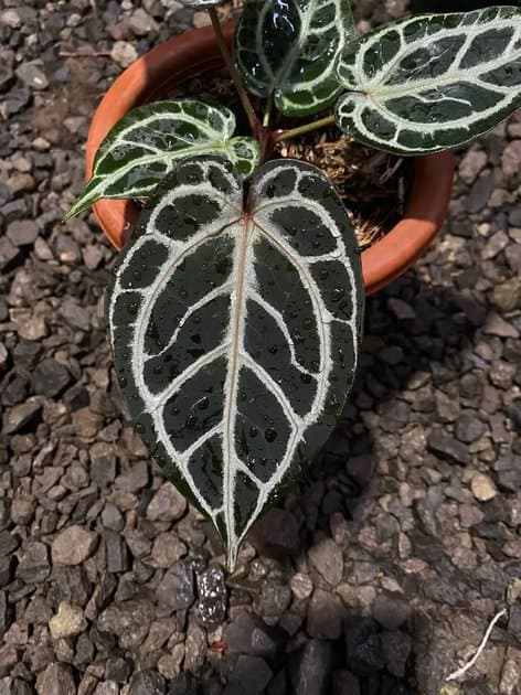 King Of Spades x Red Crystallinum — Anthuriums for sale on Inflos