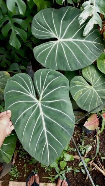 Philodendron Gloriosum Dark Form — Philodendrons for sale on Inflos