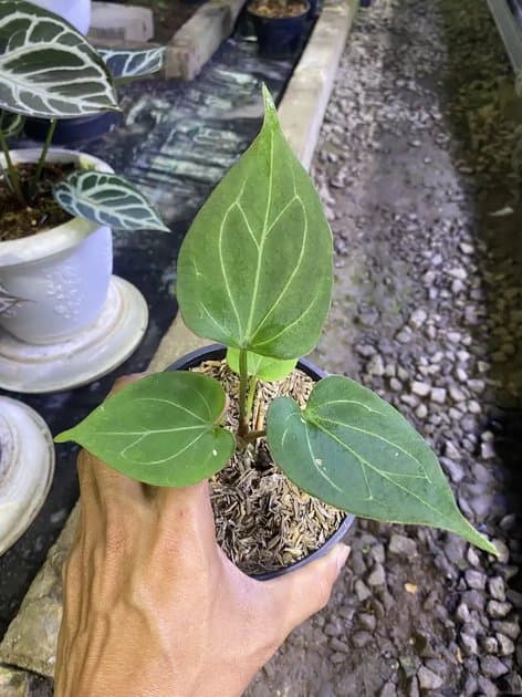 King Of Spades Butterfly — Anthuriums for sale on Inflos
