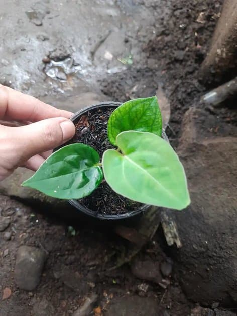 Anthurium King Of Spades — Anthuriums for sale on Inflos