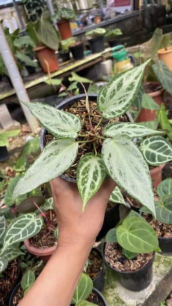 Mutation Silver Chrome — Anthuriums for sale on Inflos