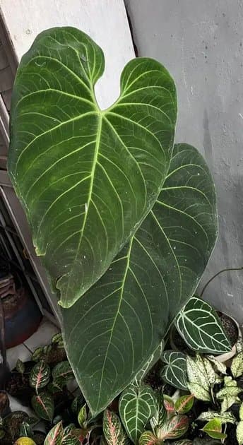 Anthurium Marmoratum — Anthuriums for sale on Inflos