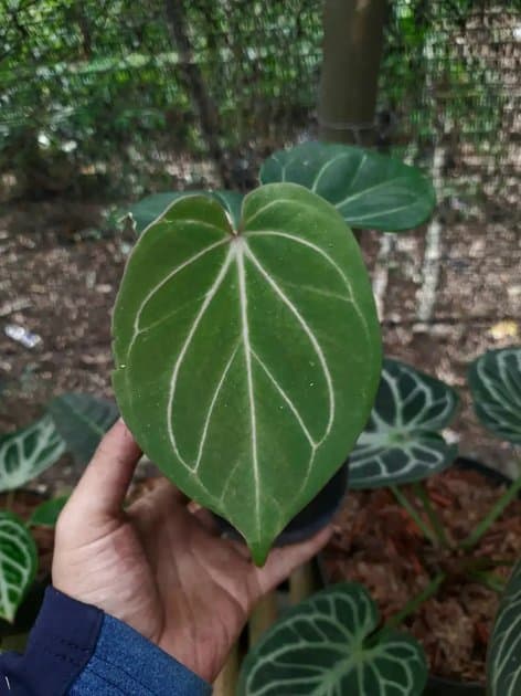 Anthurium King Of Spades — Anthuriums for sale on Inflos