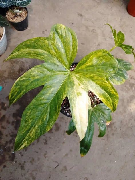 A Pedatoradiatum Big Size — Anthuriums for sale on Inflos