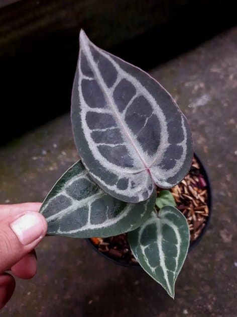 Anthurium Red Tiger x Silver Tiger — Anthuriums for sale on Inflos