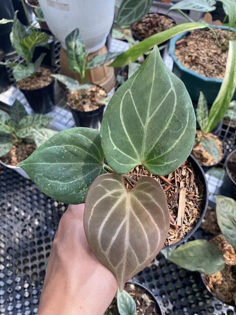 King Of Spades — Anthuriums for sale on Inflos