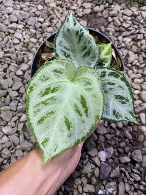 Silver Chrome — Anthuriums for sale on Inflos