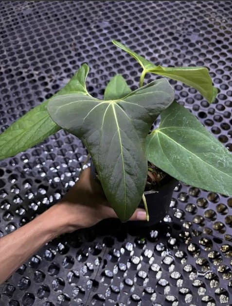 Anthurium Portillae Flat Sinus — Anthuriums for sale on Inflos