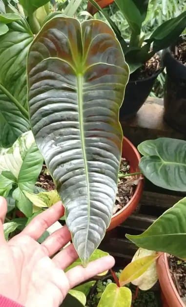 Anthurium veitchii x — Anthuriums for sale on Inflos