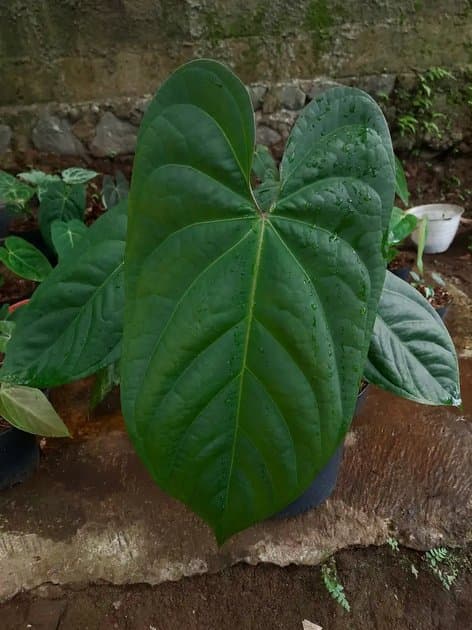 Anthurium Papillilaminum Dark Form — Anthuriums for sale on Inflos
