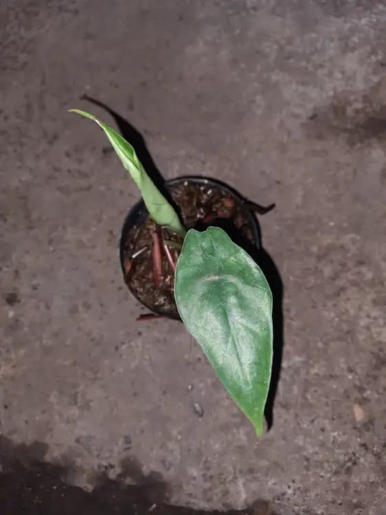 Alocasia Sp Kalbar — Alocasias for sale on Inflos
