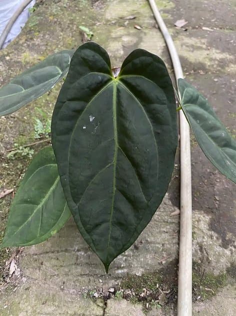 A Goliath Seed — Anthuriums for sale on Inflos