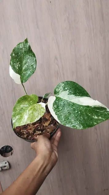 Monstera White Tiger Variegata — Monsteras for sale on Inflos