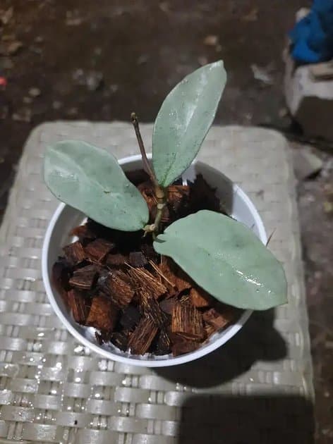 Hoya Carnosa nova Ghost — Hoyas for sale on Inflos