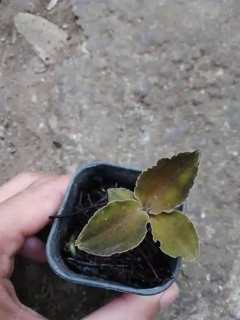 Jewel Orchid Sp — Orchids for sale on Inflos