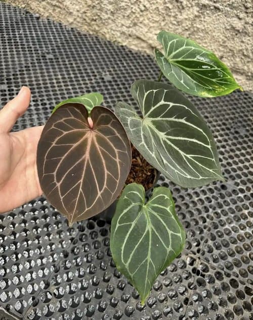 King Of Spades — Anthuriums for sale on Inflos