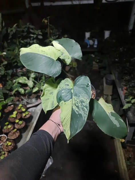 Homalomena Rubenscens Variegata — Orchids for sale on Inflos