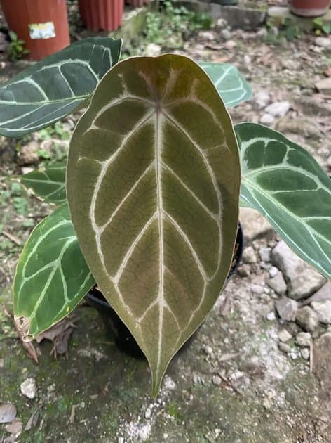 Forgetii x Silver — Anthuriums for sale on Inflos