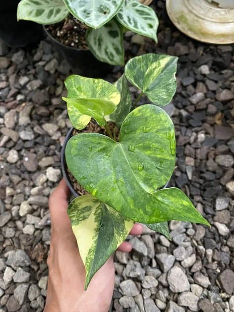 Pterodactyl Variegata — Anthuriums for sale on Inflos