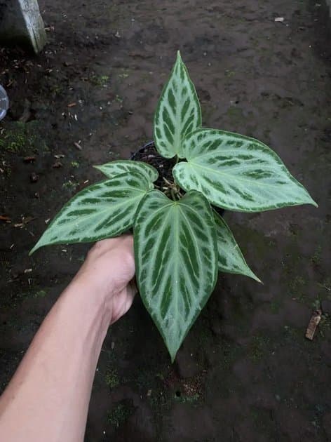 Anthurium Silver Butterfly — Anthuriums for sale on Inflos