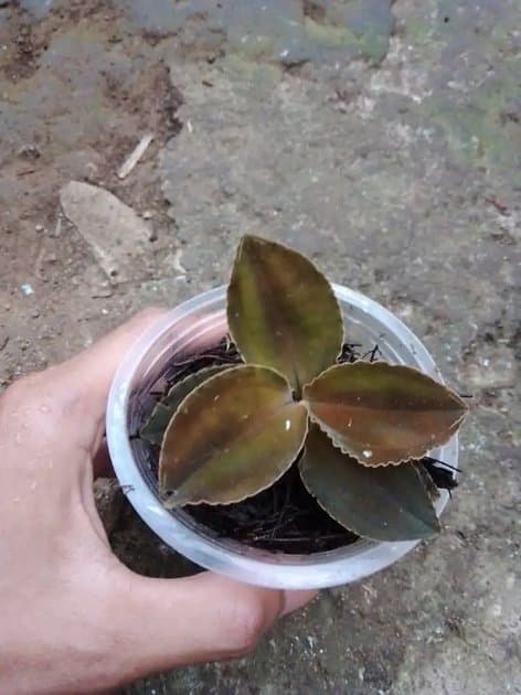 Jewel Orchid Sp — Orchids for sale on Inflos