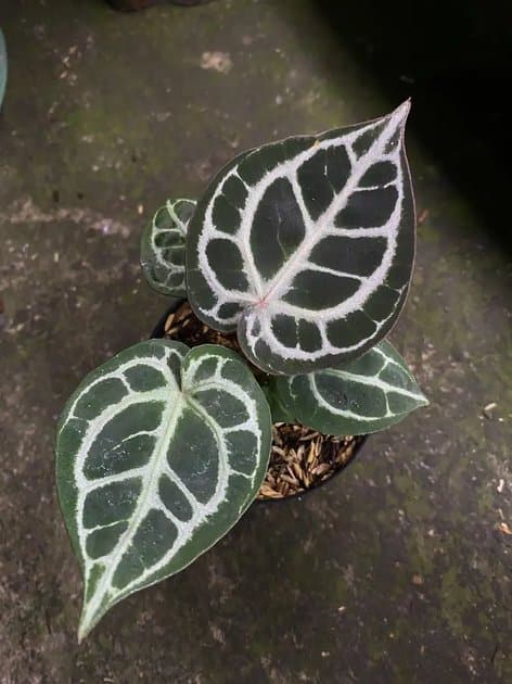 Anthurium Red Tiger — Anthuriums for sale on Inflos
