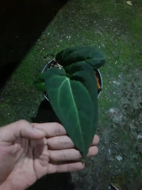 Anthurium Papillilaminum Dark Form — Anthuriums for sale on Inflos