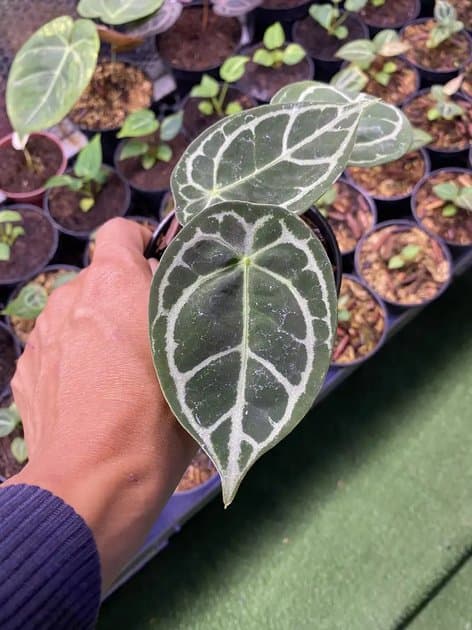 Anthurium Forgetii — Anthuriums for sale on Inflos