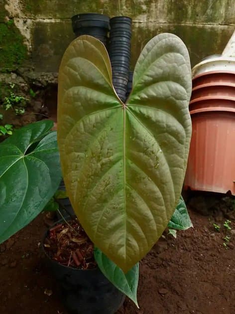 Anthurium Papillilaminum x Luxurian Big Size — Anthuriums for sale on Inflos