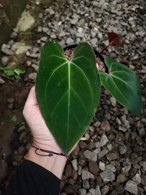 Anthurium Papillilaminum Dark Form — Anthuriums for sale on Inflos