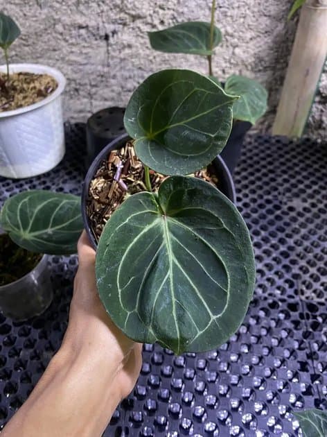 King Of Spades Round — Anthuriums for sale on Inflos