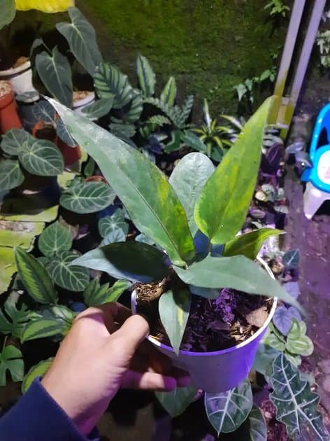 Anthurium Hookery Variegata — Anthuriums for sale on Inflos