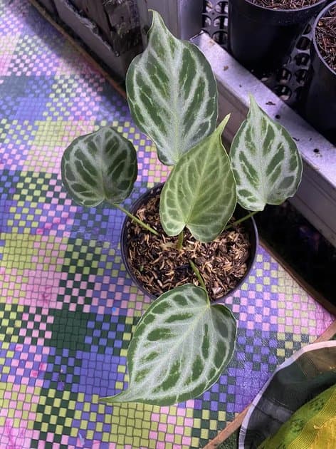 Silver Tiger — Anthuriums for sale on Inflos