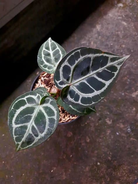 Anthurium Red Tiger x Silver Tiger — Anthuriums for sale on Inflos