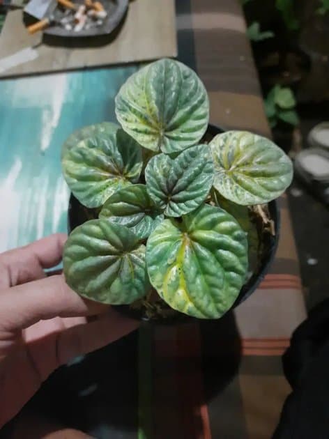 Peperomia Variegated — Begonias for sale on Inflos