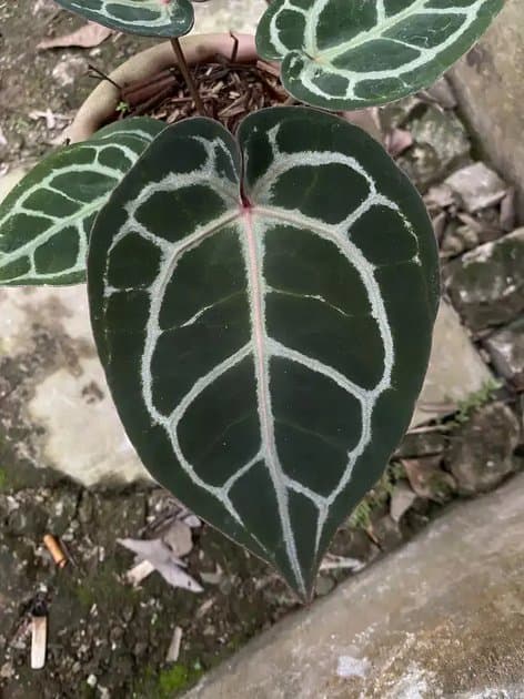 Anthurium red Tiger — Anthuriums for sale on Inflos