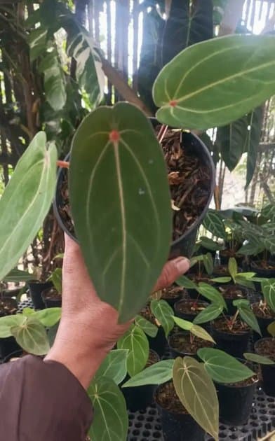 Anthurium Red Spider — Anthuriums for sale on Inflos